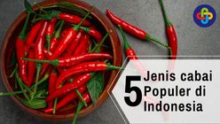 5 Jenis Cabai Terpopuler di Indonesia